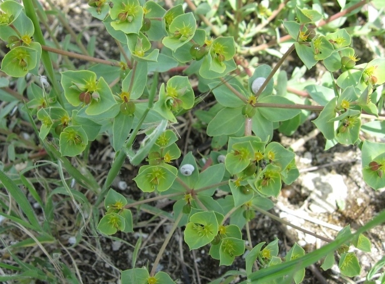 Euphorbia terracina